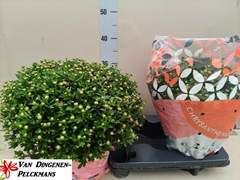 Chrysanth Jasoda Dark Pink 19Ø 40cm