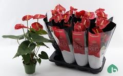 Anthurium Madural 14Ø 60cm