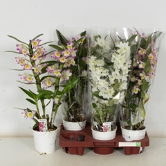 Dendrobium Mix 12Ø 50cm 2st