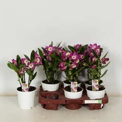 Dendrobium Nobile Cultivars 12Ø 35cm 1st