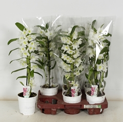 Dendrobium Nobile Cultivars 12Ø 50cm 1st