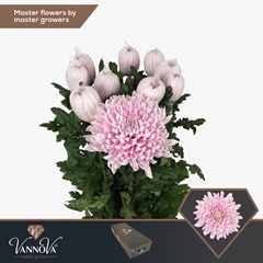 Chrysanth Single Honeymoon 70cm 95gr.