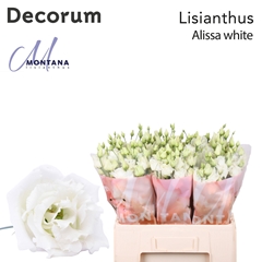 Eustoma Double Alissa White 60cm