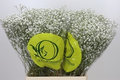 Gypsophila Paniculata Xlence 70cm 15gr.