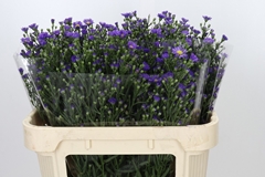 Aster Casamare 70cm 40gr.