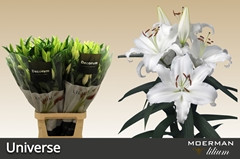 Lily Oriental Universe 100cm 5+