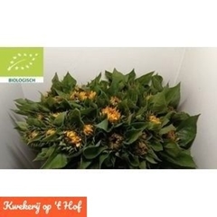 Helianthus Sunrich Orange 80cm