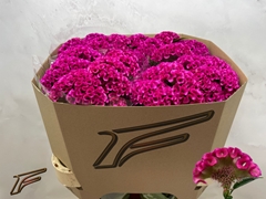Celosia Argentea Electric Pink 80cm