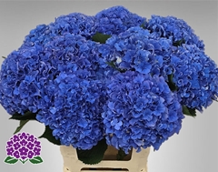 Hydrangea Royal Parade 65cm 18-20cm Hd