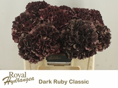 Hydrangea Dark Ruby Classic 50cm 13-15cm Hd