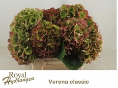 Hydrangea Verena Classic 40cm 17-19cm Hd