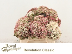 Hydrangea Revolution Xxl Classic 40cm 10-12cm Hd