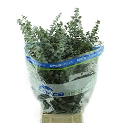 Eucalyptus Baby Blue Per Bunch 70cm 200gr.