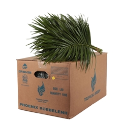 Phoenix Roebeleni Per Bunch 60cm