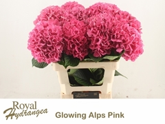 Hydrangea Glowing Alps 60cm 16-18cm Hd
