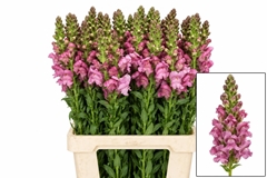 Antirrhinum Potomac Lavender 70cm