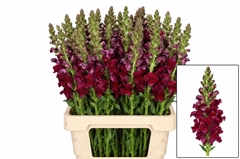 Antirrhinum Potomac Red 70cm
