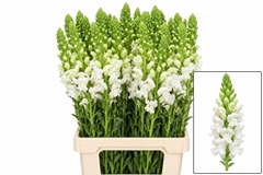 Antirrhinum Potomac White 70cm
