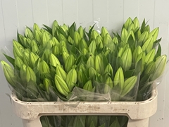 Lily Oriental Santander 70cm 1+