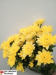 Chrysanth Spray Baltica Yellow 70cm 90gr.