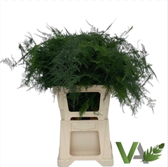 Asparagus Setaceus 65cm