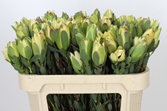 Leucadendron Discolor 70cm