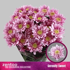 Chrysanth Spray Serenity Sweet 70cm 75gr.