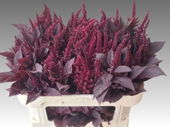 Amaranthus Cruentus Velvet 70cm