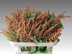 Amaranthus Cruentus Hot Biscuits 70cm