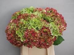 Hydrangea Verena Classic 40cm 12-14cm Hd