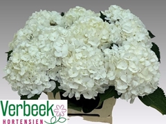 Hydrangea White Verena 60cm 16-18cm Hd