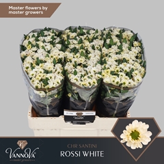 Chrysanth Santini Rossi White 55cm 48gr.