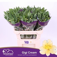Alstroemeria Gigi Cream 75cm 55gr.
