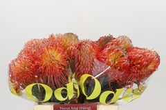 Leucospermum Ito 40cm