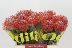 Leucospermum Scarlet Ribbon 40cm