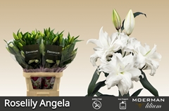 Lily Oriental Double Roselily Angela 95cm 4+