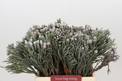 Brunia Laevis 40cm