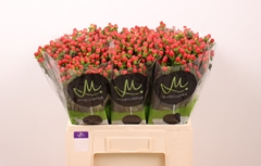 Hypericum Tomato Flair 60cm
