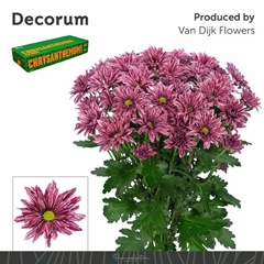 Chrysanth Spray Stellini 70cm 85gr.