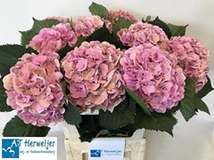 Hydrangea Elbtal Classic 80cm 18-20cm Hd