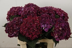 Hydrangea Mon Amour Purple 60cm 16-18cm Hd