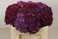 Hydrangea Mon Amour Purple 50cm 13-15cm Hd