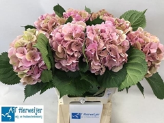 Hydrangea Elbtal Classic 60cm 14-16cm Hd