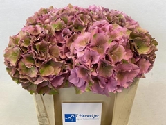 Hydrangea Royal Palace Classic 50cm 12-14cm Hd