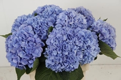 Hydrangea Hilde Moorhof 60cm 18-20cm Hd