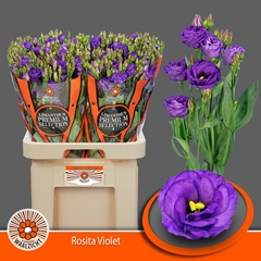 Eustoma Double Rosita Violet 70cm
