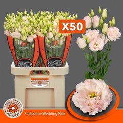 Eustoma Double Chaconne Wedding Pink 70cm