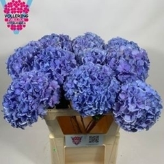 Hydrangea Royal Pride 80cm 20-22cm Hd