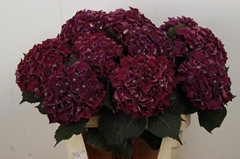 Hydrangea Mon Amour Purple 80cm 16-18cm Hd