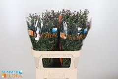 Aster Painted Lady 80cm 50gr.